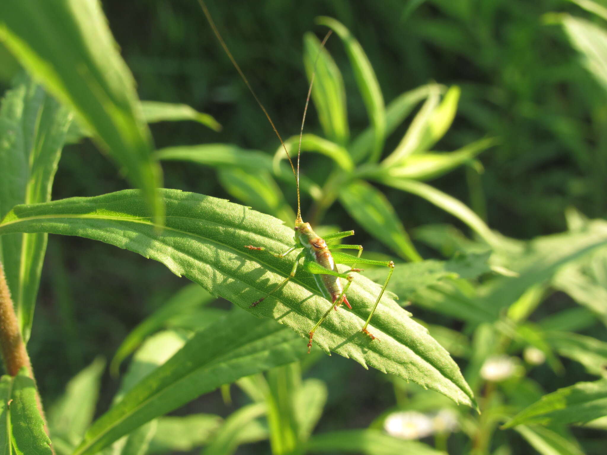 Image of striped bush-cricket