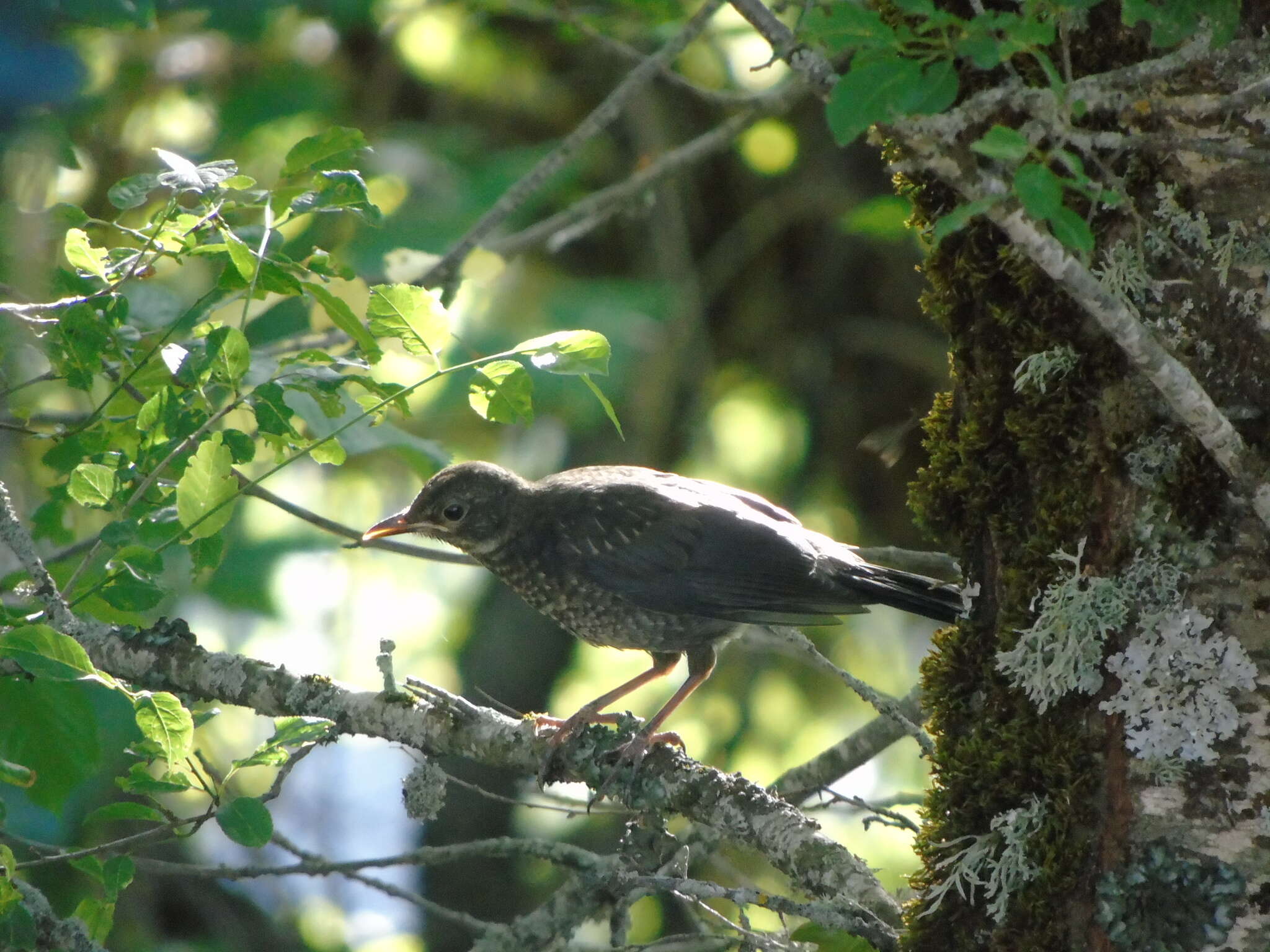 Turdus merula aterrimus (Madarász 1903) resmi