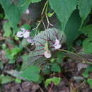 Слика од Begonia grandis subsp. sinensis (A. DC.) Irmsch.