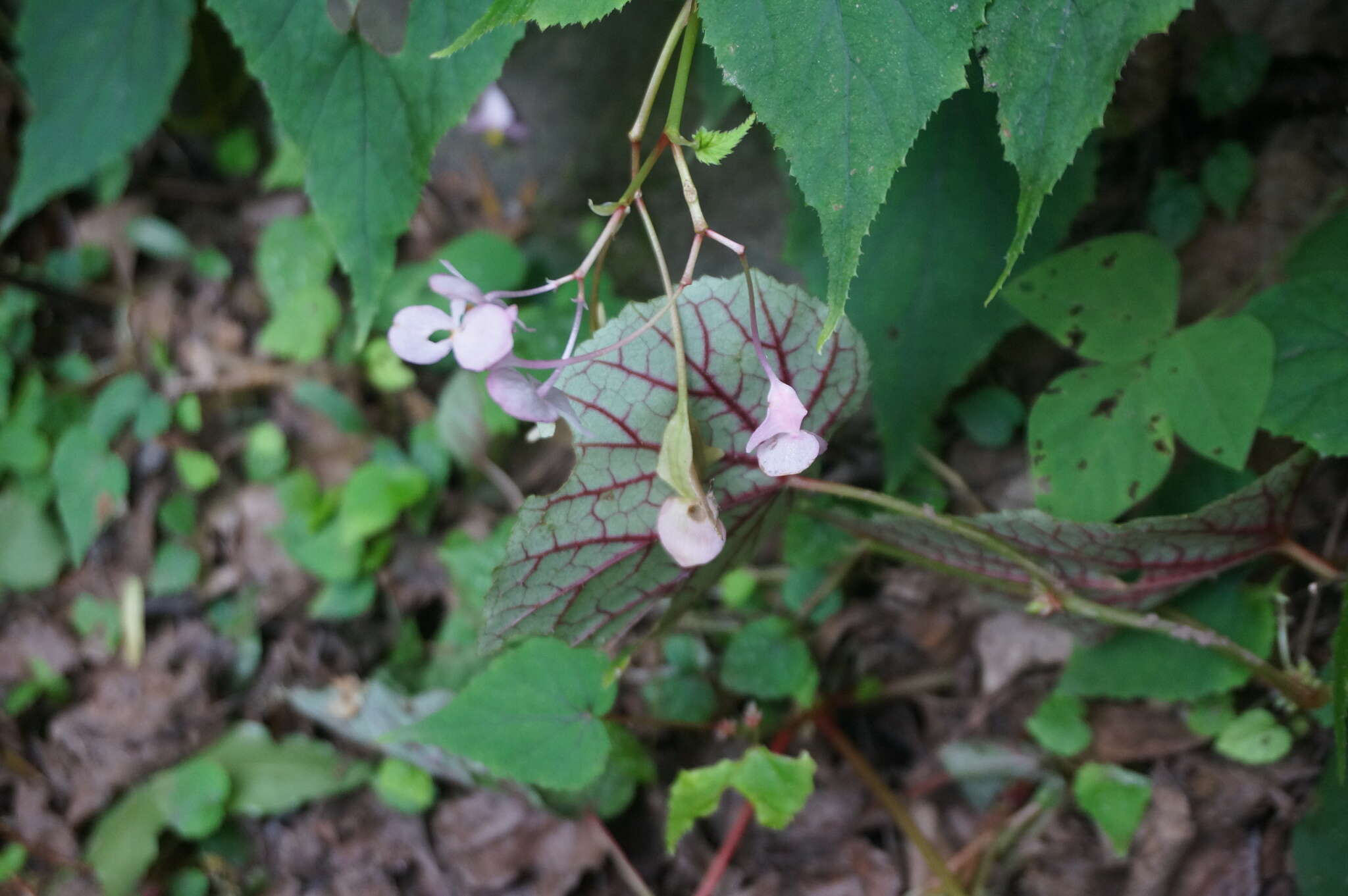 Image of Begonia grandis subsp. sinensis (A. DC.) Irmsch.