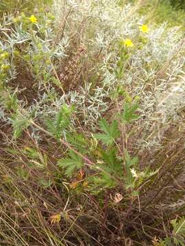 Image of Potentilla conferta Bunge