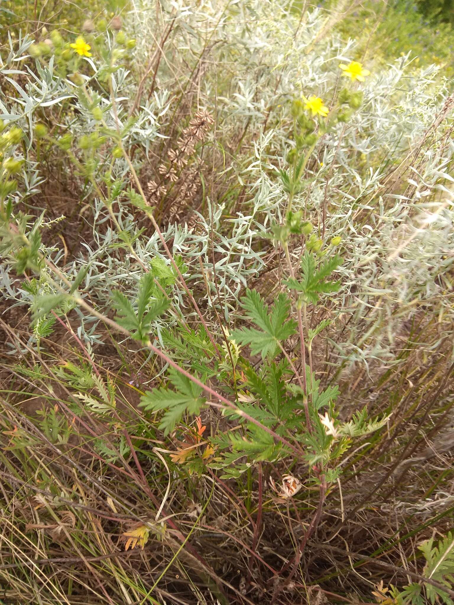 Image of Potentilla conferta Bunge