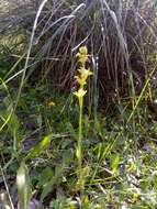 Image of Ophrys fusca subsp. fusca