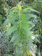 Urtica gracilis subsp. gracilis resmi