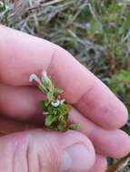 Image of Epilobium billardierianum subsp. billardierianum