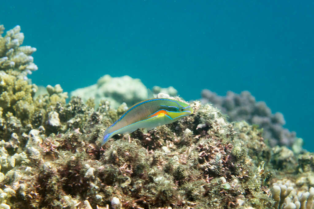 Image of Red-shoulder wrasse