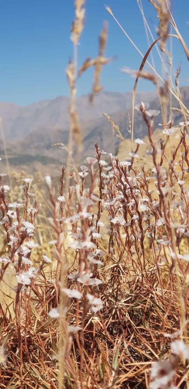 Image of Acantholimon acerosum (Willd.) Boiss.