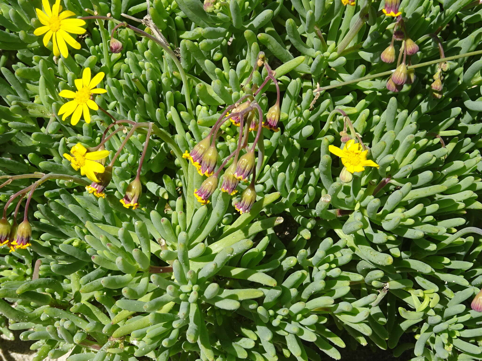 Image of Crassothonna cylindrica (Lam.) B. Nord.