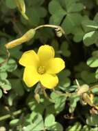 Image of Oxalis copiosa F. Bolus