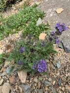 Image de Phacelia lyallii (A. Gray) Rydb.