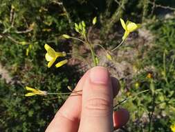 Sivun Brassica barrelieri (L.) Janka kuva