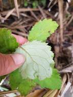 Image of New Zealand calceolaria