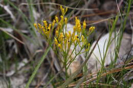 Image of Nuttall's rayless goldenrod