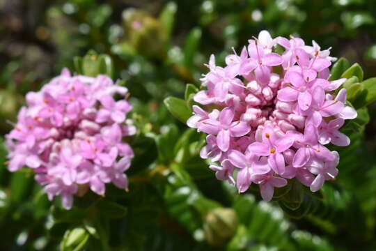 Image of Pimelea ferruginea Labill.