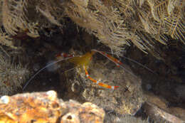 Image of yellowbanded coral shrimp