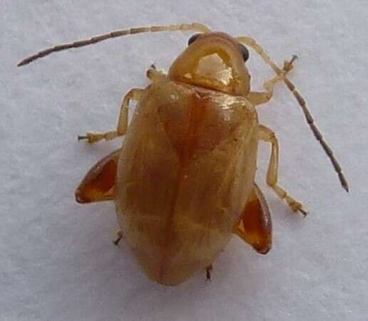 Image of Tansy Ragwort Flea Beetle