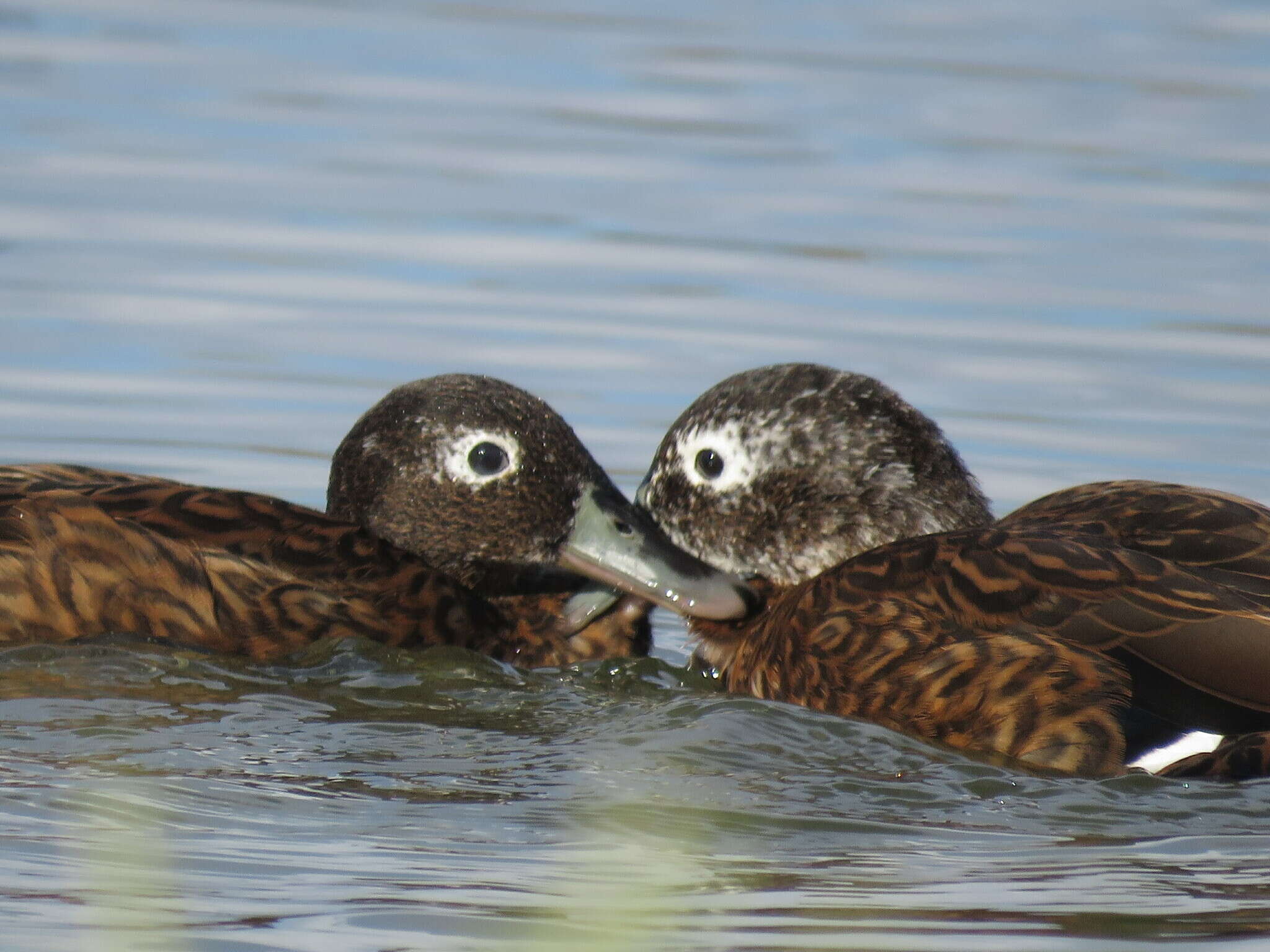 Image of Laysan Duck