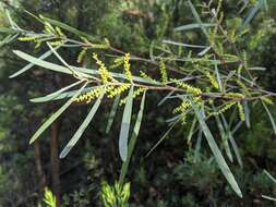 Imagem de Acacia mucronata subsp. mucronata