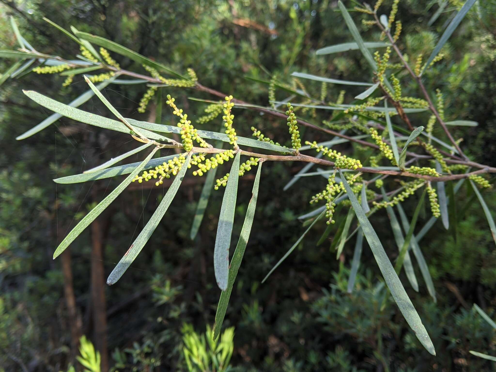 Imagem de Acacia mucronata subsp. mucronata