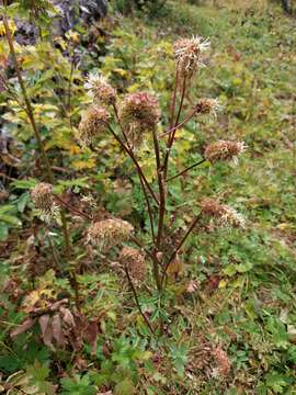 Imagem de Sanguisorba alpina Bunge