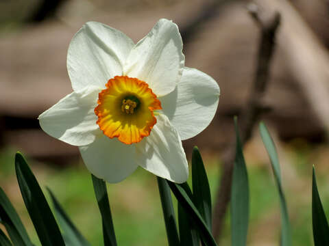 Image of Pheasant's-eye narcissus