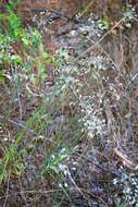 Image of field garlic