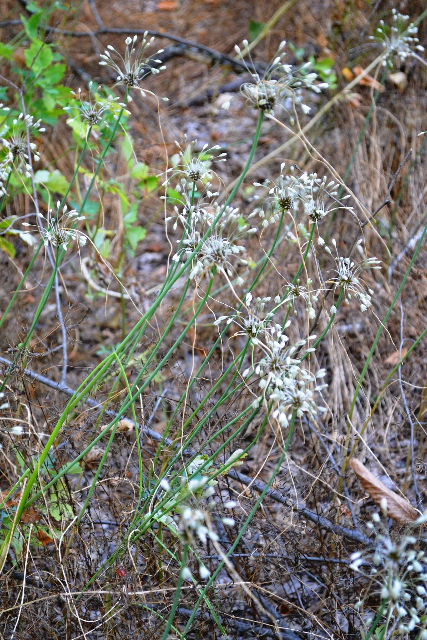 Image of field garlic