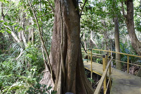 Image de Pterocarpus officinalis Jacq.