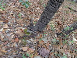 Image of Arizona ridge-nosed rattlesnake