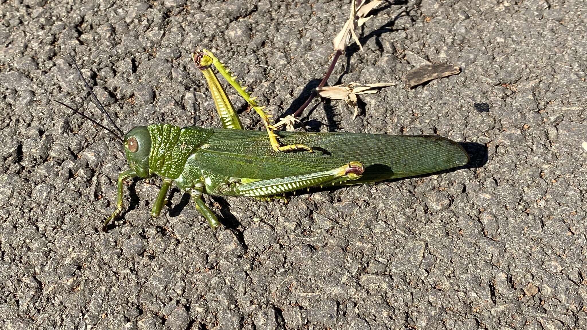 Image of Tropidacris cristata grandis (Thunberg 1824)