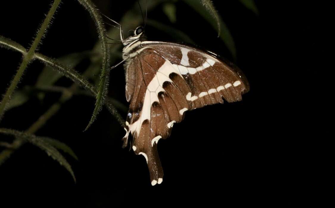 Image of Papilio delalandei Godart (1824)