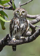 Image of Pearl-spotted Owlet