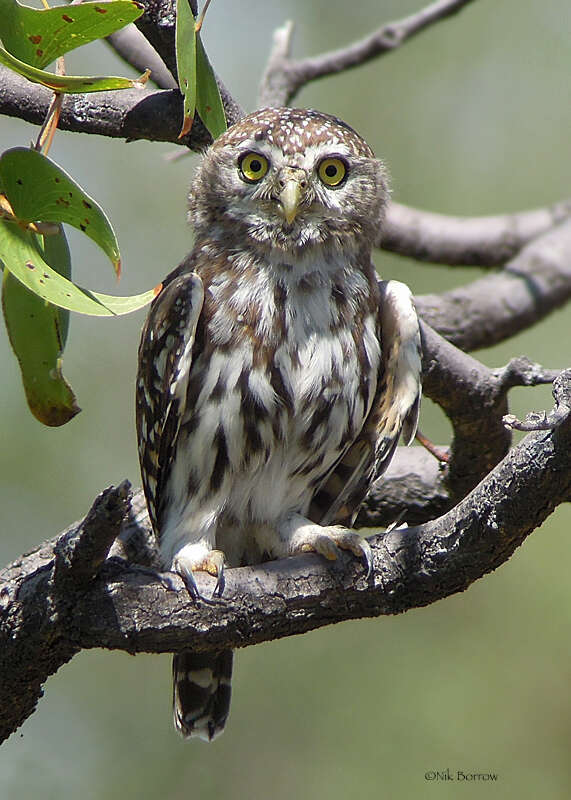 Image of Pearl-spotted Owlet