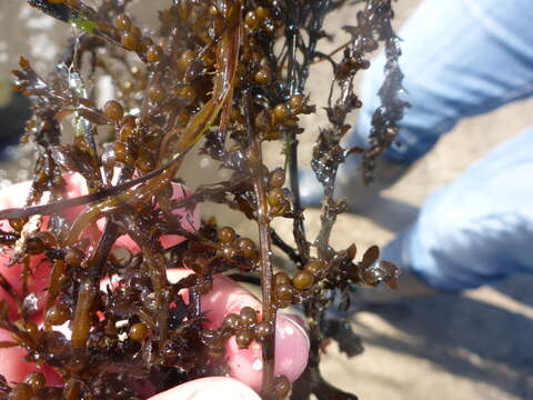 Слика од Sargassum muticum