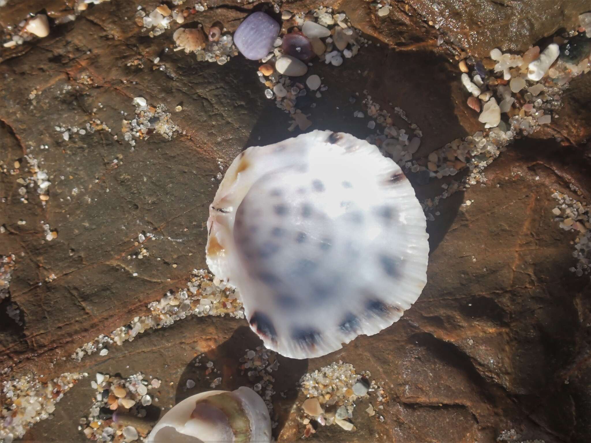 Image of Spondylus nicobaricus Schreibers 1793