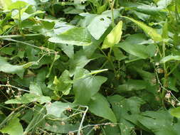 Image of Rumex maderensis Lowe