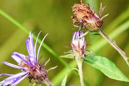 Image of mountain aster