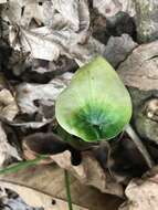 Imagem de Alocasia cucullata (Lour.) G. Don