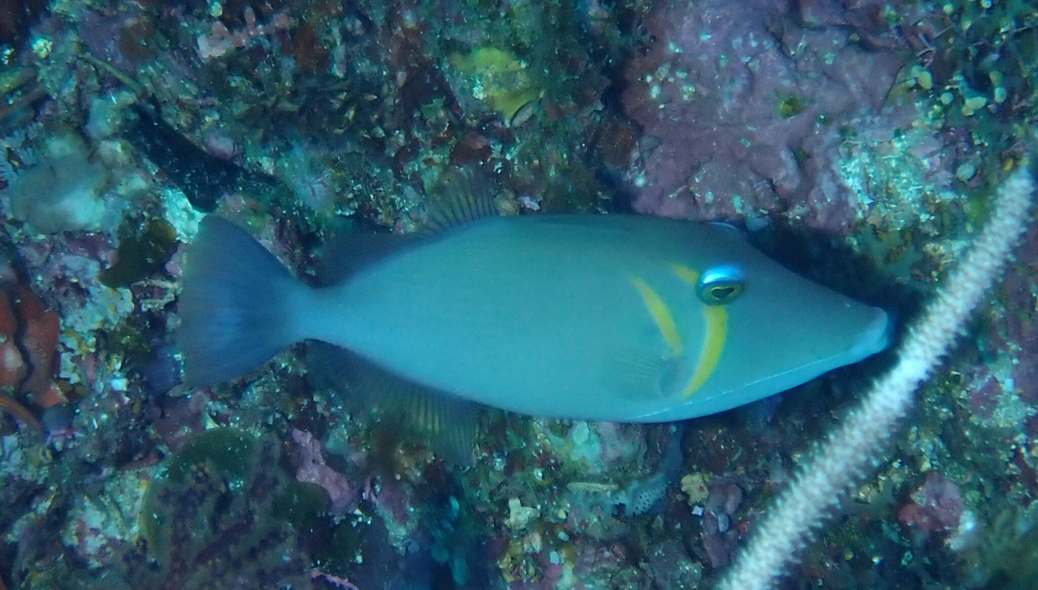 Image of Boomerang triggerfish