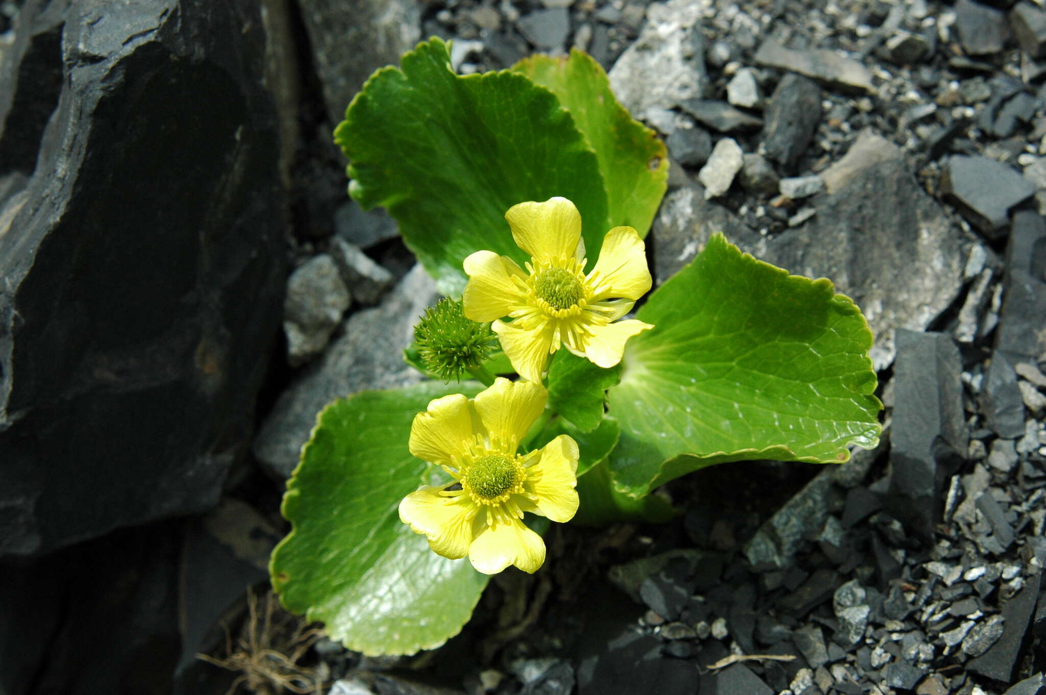 Image de Ranunculus godleyanus Hook. fil.