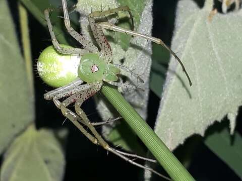 Image of Green Lynx