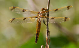 Image of Painted Skimmer