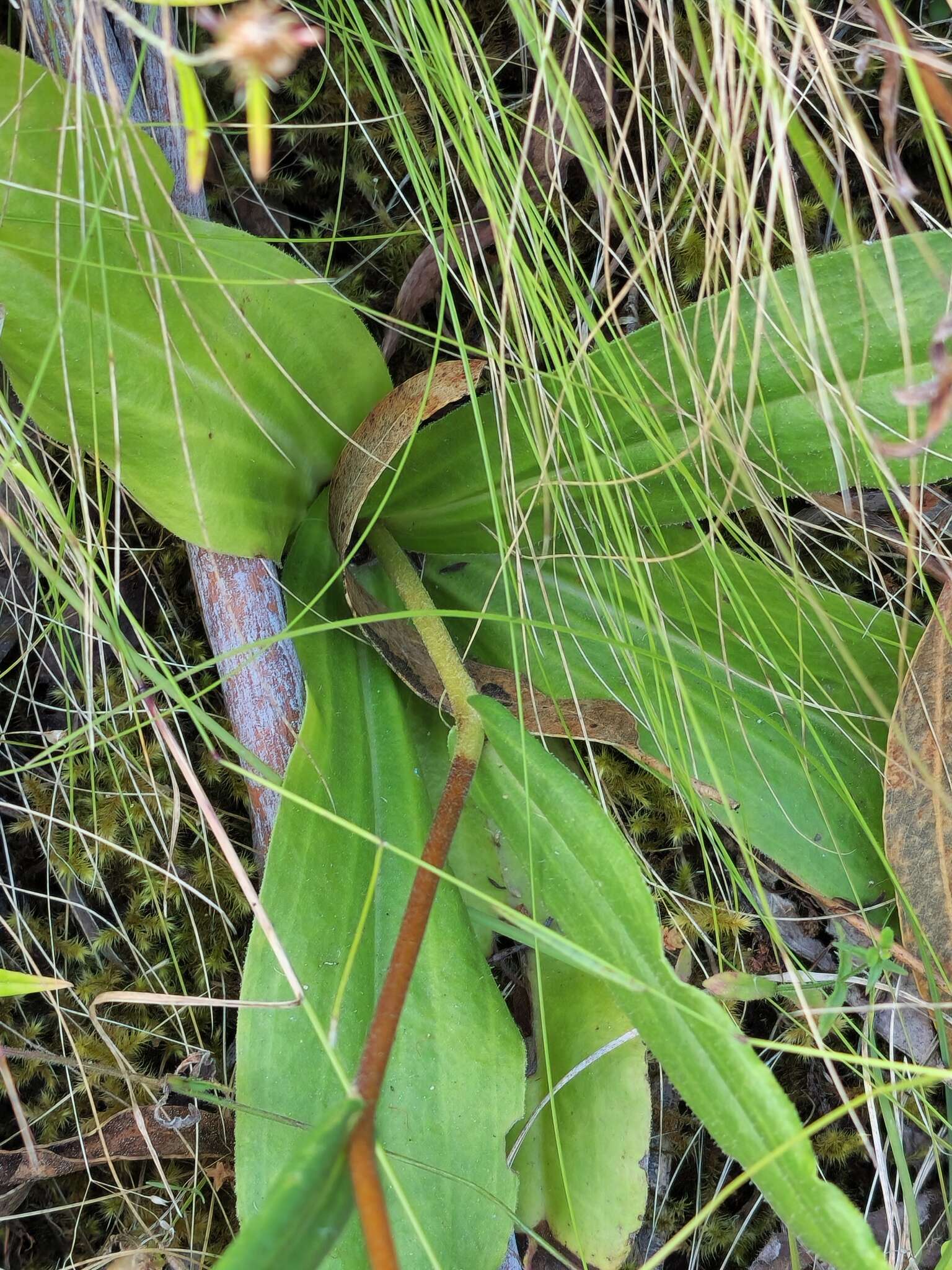 Слика од Podolepis hieracioides F. Müll.