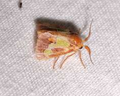 Image of Nanina Oak-Slug Moth