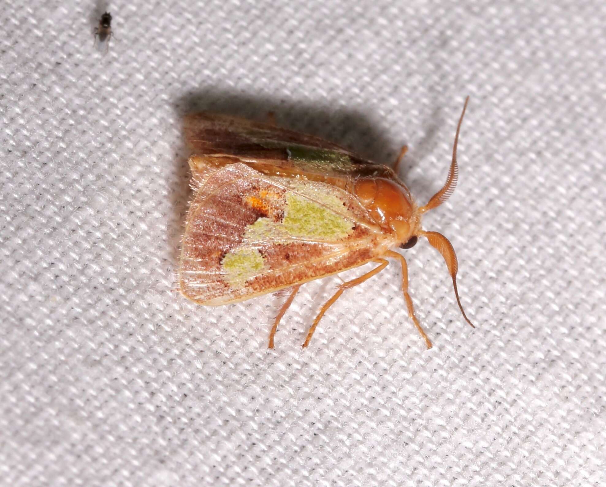 Image of Nanina Oak-Slug Moth