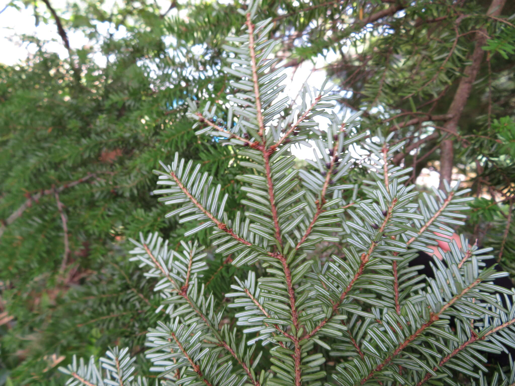 Image of Northern Japanese Hemlock