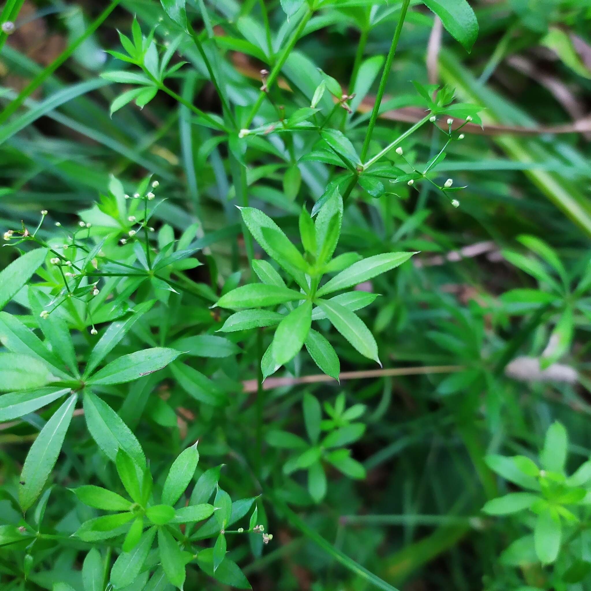 Image of Galium rivale (Sm.) Griseb.