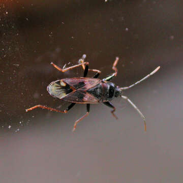 Image of Eremocoris fenestratus (Herrich-Schaeffer 1839)