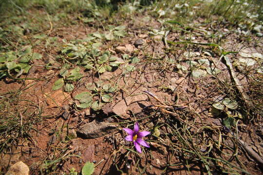 Image of Romulea tempskyana Freyn