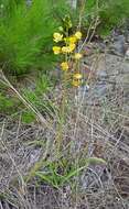 Image de Eulophia speciosa (R. Br.) Bolus